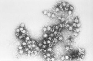 Coxsackieviruses are among the leading causes of aseptic meningitis